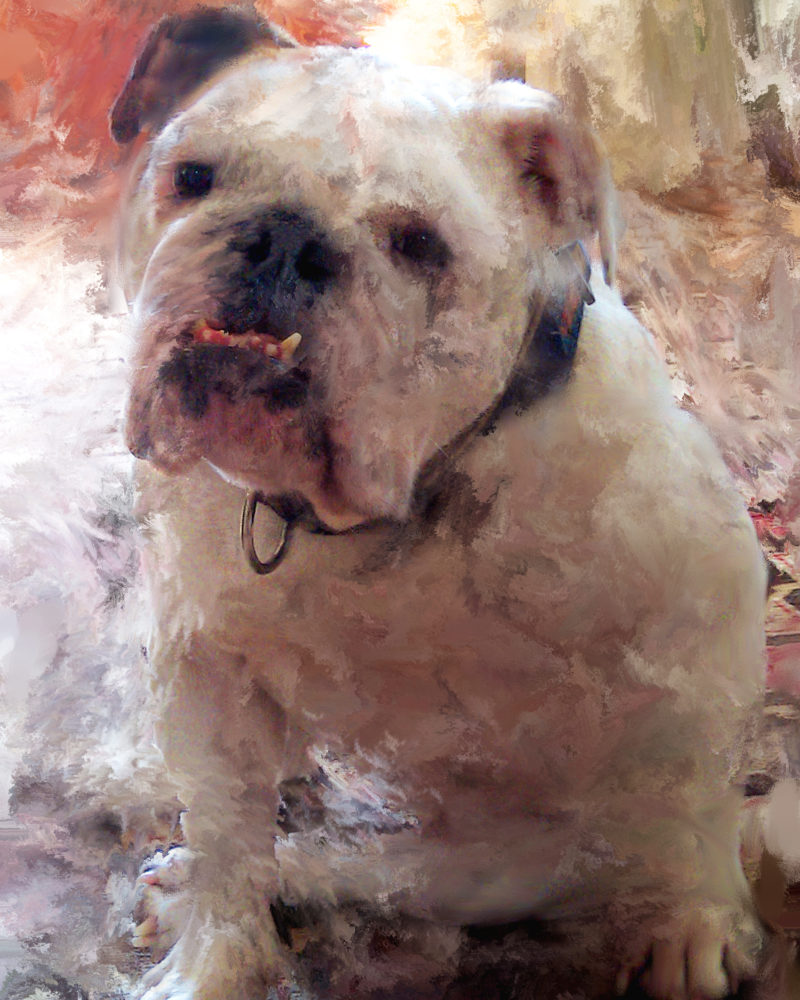 Mixed media portrait of an English Bull Dog by contemporary American painter Alicia Leeke